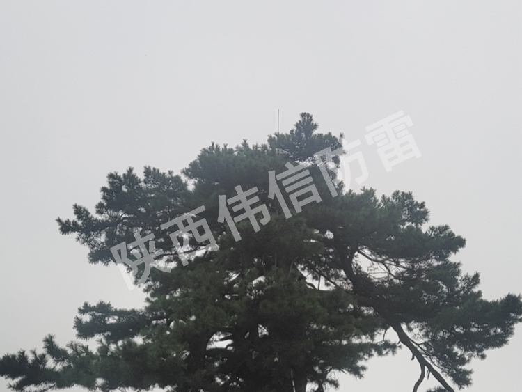 西安翠华山景区古树避雷针安装现场2